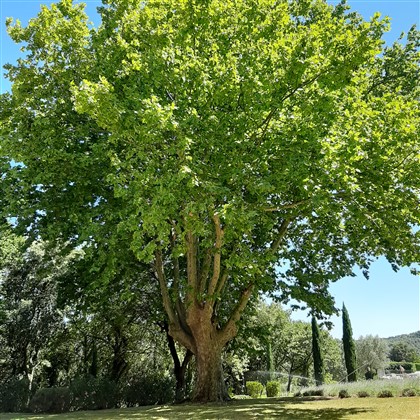 arbre, platane, Provence